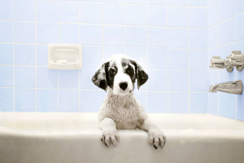 Banho e Tosa Cachorro Agendar STIEP - Banho e Tosa Pet