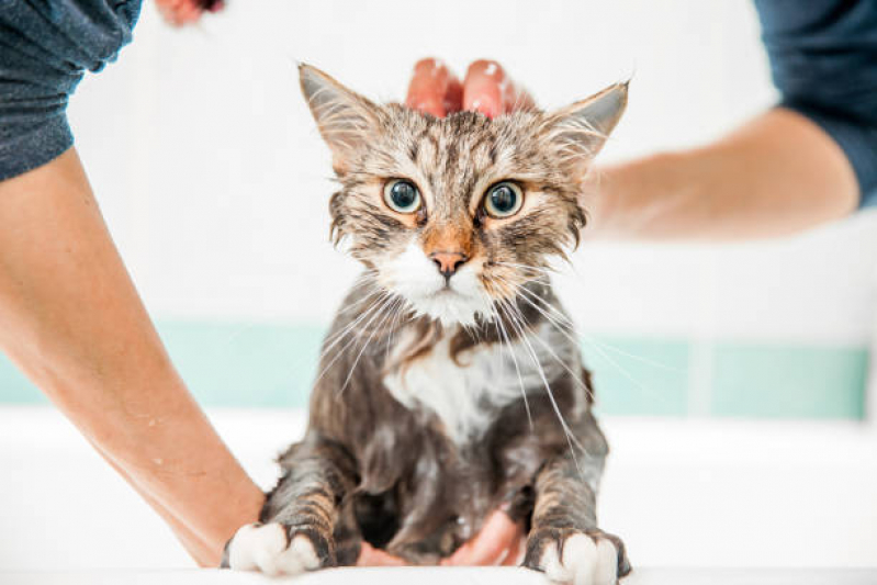 Banho e Tosa Cachorro Marcar Resgate - Banho e Tosa em Gatos