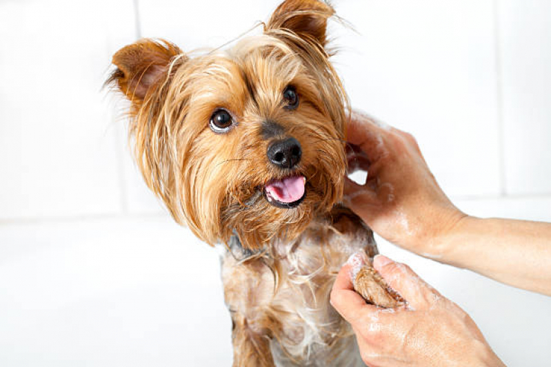 Onde Encontrar Banho e Tosa Cachorro Pau Miúdo - Banho e Tosa