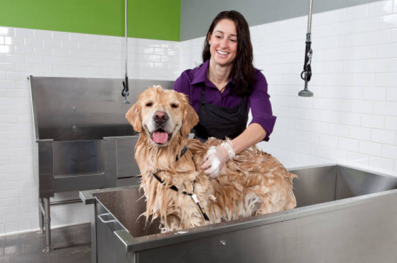 Banho e Tosa Higiênica Fazenda Grande do Retiro - Banho e Tosa Cachorro