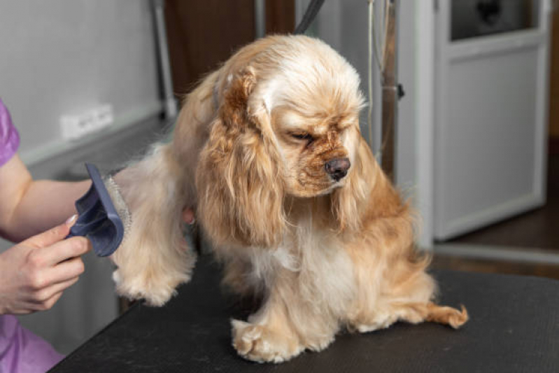 Banho e Tosa para Gatos Agendar Patamares - Banho e Tosa Cachorro