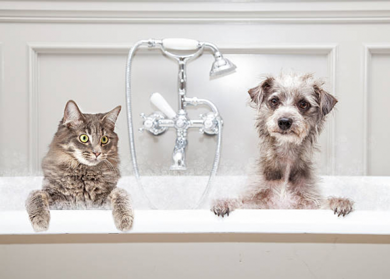 Banho e Tosa Pequeno Marcar Caji Vida Nova - Banho e Tosa Pet
