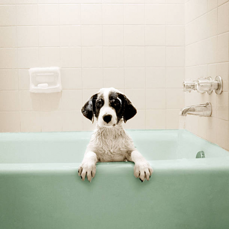 Banho e Tosa Pequeno Pituba - Banho e Tosa Cachorro
