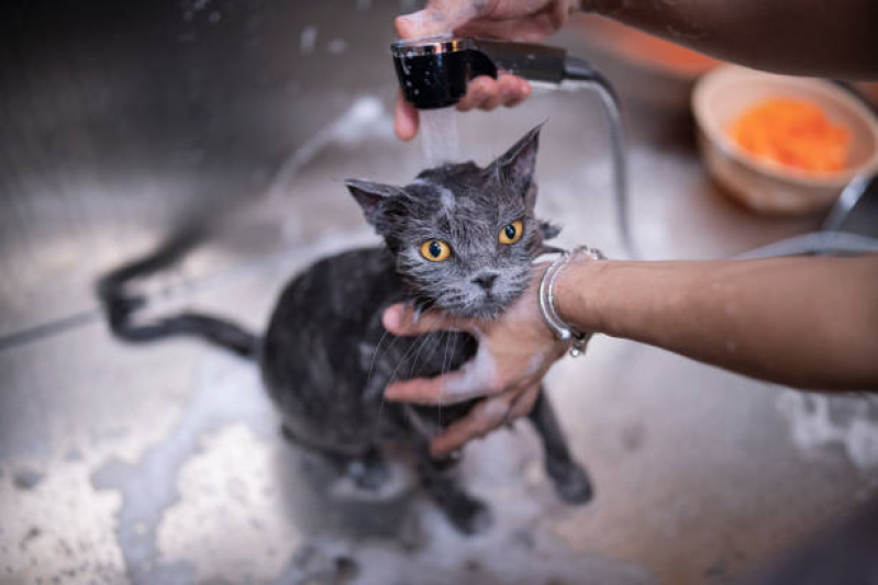 Banho e Tosa Perto de Mim Marcar Caji -vida Nova - Banho e Tosa em Gatos
