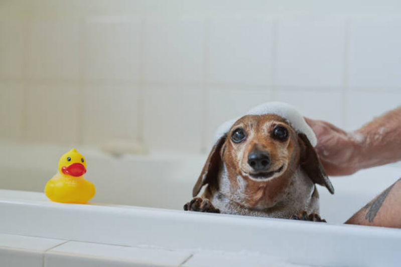 Banho e Tosa Perto de Mim Caji -vida Nova - Banho e Tosa Cachorro