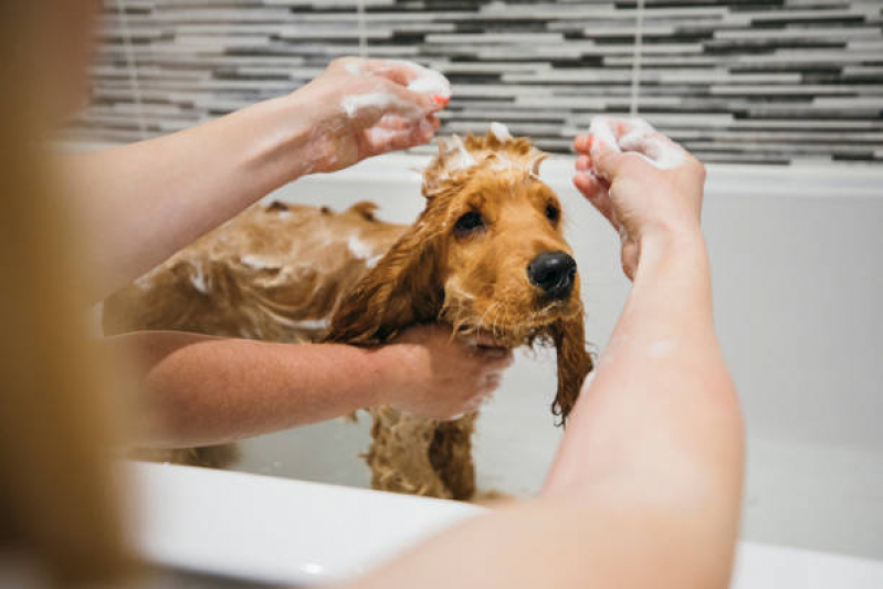 Banho e Tosa Pet Agendar IAPI - Banho e Tosa Próximo a Mim