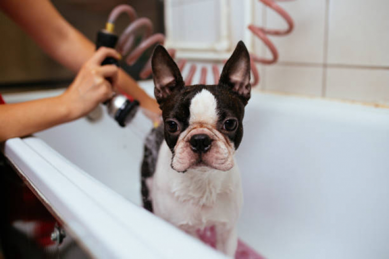 Banho e Tosa Pet Marcar São Gonçalo do Retiro - Banho e Tosa