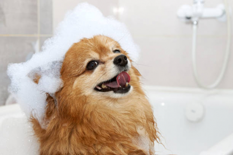 Banho e Tosa Simples Pirajá - Banho e Tosa Cachorro