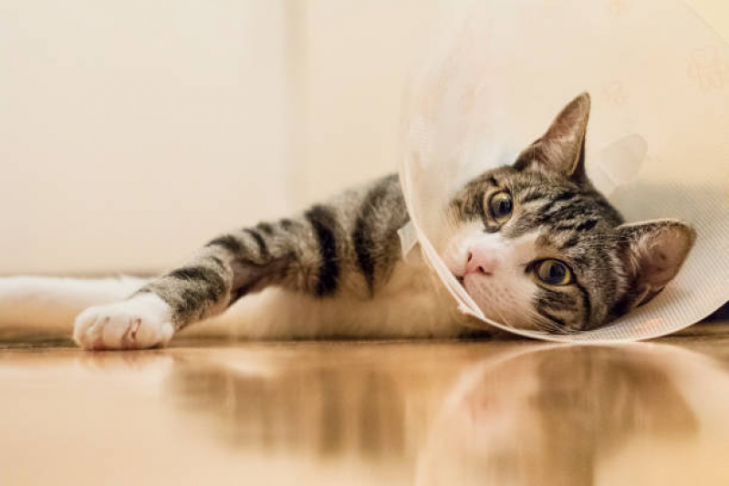 Cirurgia Animal Agendar Pau Miúdo - Cirurgia de Cesárea para Gato