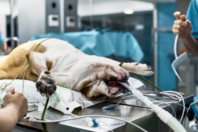Cirurgia Animal Marcar Cosme de Farias - Cirurgia de Cesárea para Cachorro