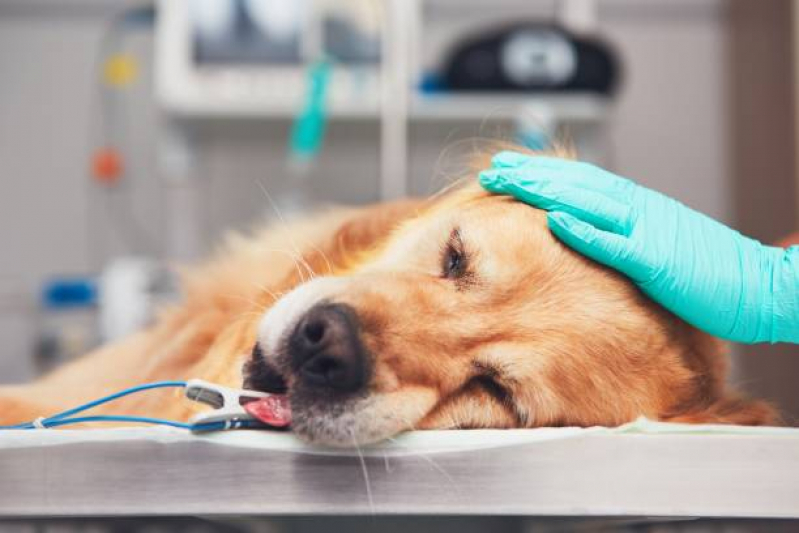 Cirurgia Animal Cajazeiras - Cirurgia para Animais de Médio Porte