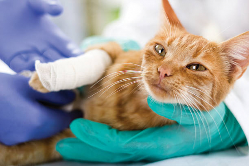 Cirurgia em Animais de Pequeno Porte São Rafael - Cirurgia para Gatos