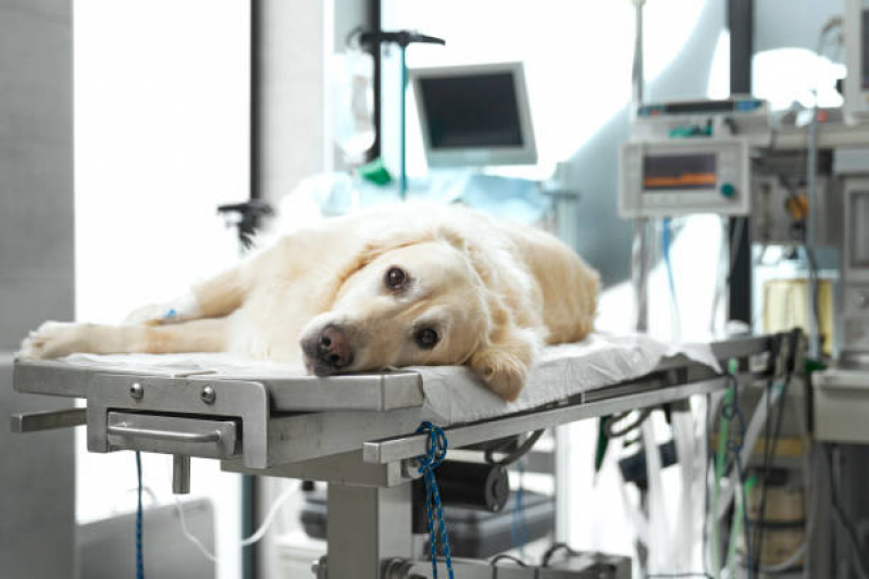 Cirurgia em Animais Vila Atlântico - Cirurgia Ortopédica para Cachorro