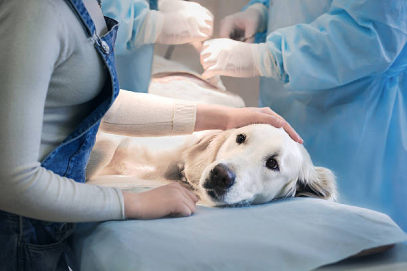 Cirurgia em Pequenos Animais Agendar São Caetano - Cirurgia para Animais de Médio Porte