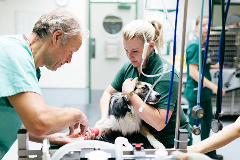 Cirurgia em Pequenos Animais Marcar Jardim Nova Esperança - Cirurgia Ortopédica Veterinária