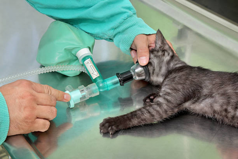 Cirurgia em Pequenos Animais Fazenda Grande do Retiro - Cirurgia para Gatos