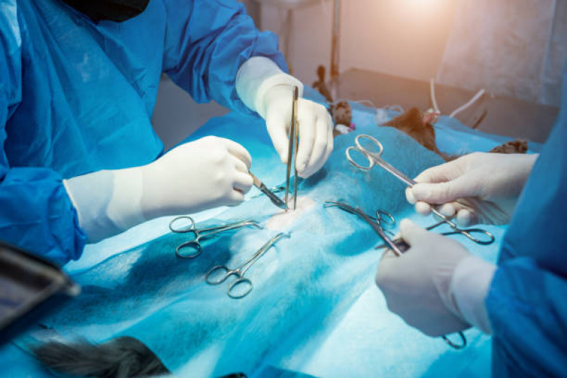 Cirurgia Ortopédica em Cachorro Marcar Saramandaia - Cirurgia em Animais