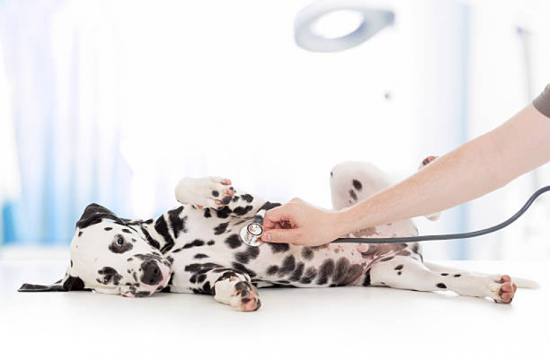 Cirurgia Ortopédica para Cachorro Marcar Pero Vaz - Cirurgia em Animais