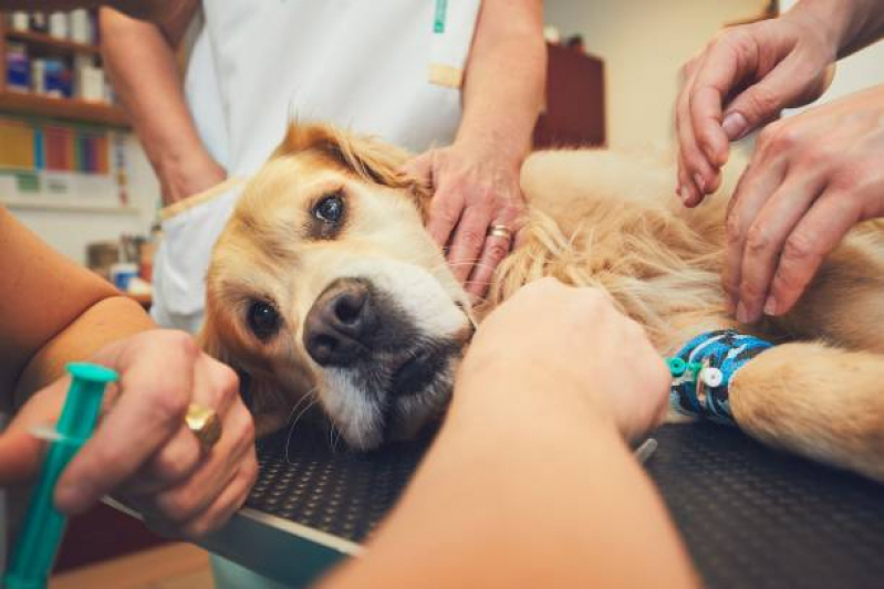 Cirurgia para Animais de Médio Porte Marcar Saramandaia - Cirurgia Ortopédica em Cachorro