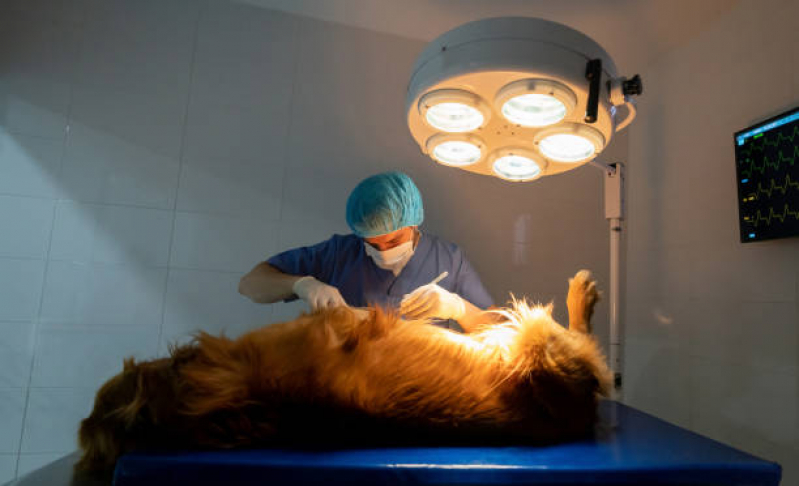 Cirurgia para Cachorros de Pequeno Porte Agendar Imbuí - Cirurgia de Cesárea para Gato
