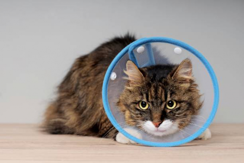 Cirurgia para Cachorros de Pequeno Porte Barreiras - Cirurgia para Gatos