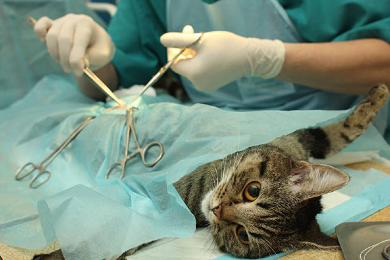 Cirurgia para Gatos Agendar Tancredo Neves - Cirurgia em Animais