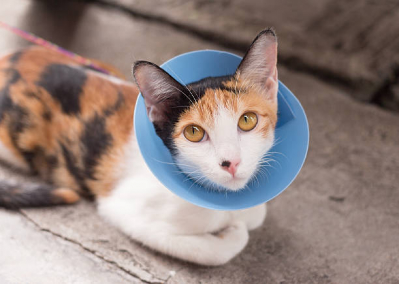 Cirurgia para Gatos Marcar Boa Vista de São Caetano - Cirurgia em Pequenos Animais