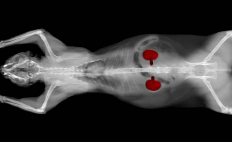 Clínica de Exame de Sangue em Animais Caji -vida Nova - Radiografia de Animais Mata Escura