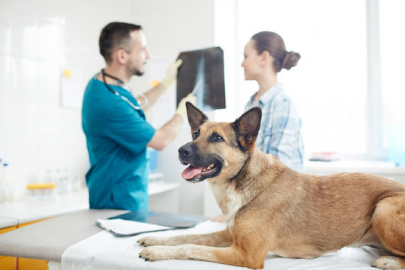 Clínica de Exames em Animais Saboeiro - Rx para Cães com Laudo Engomadeira