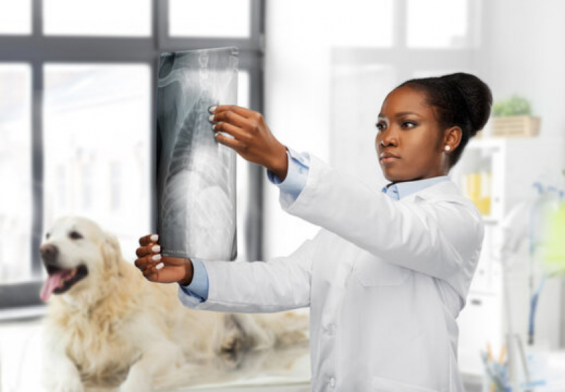 Clínica de Exames para Animal Saboeiro - Rx para Cães com Laudo Engomadeira
