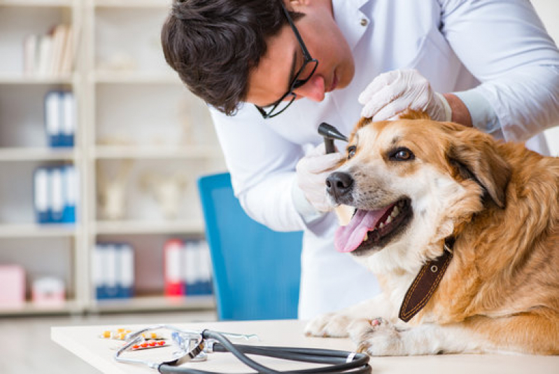 Clínica de Internação 24h para Animais Retiro - Internação de Cachorros São Gonçalo