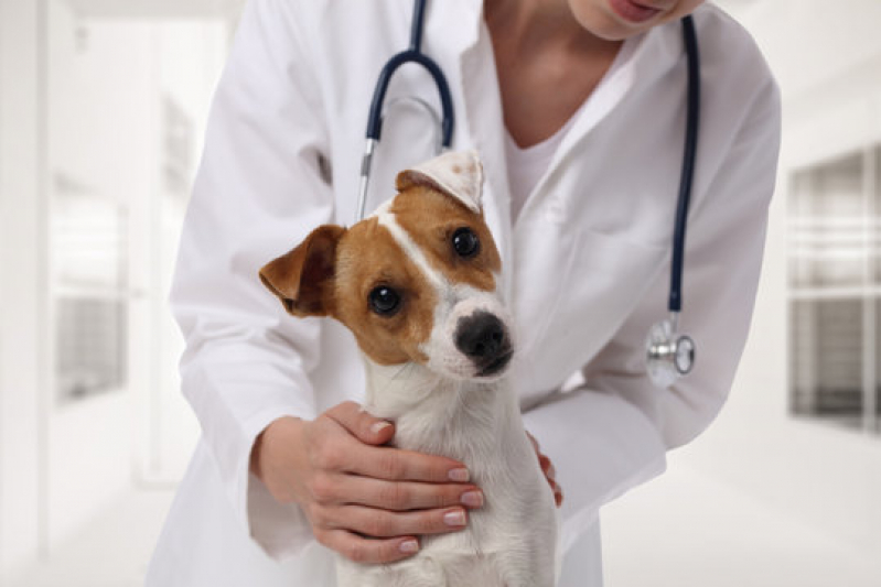 Clínica de Internação de Cachorros Caji Vida Nova - Internação Veterinária 24h Barro Reis