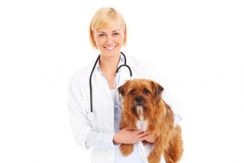 Clínica de Internação de Emergência para Animais Caji - Internação para Cachorro Castelo Branco