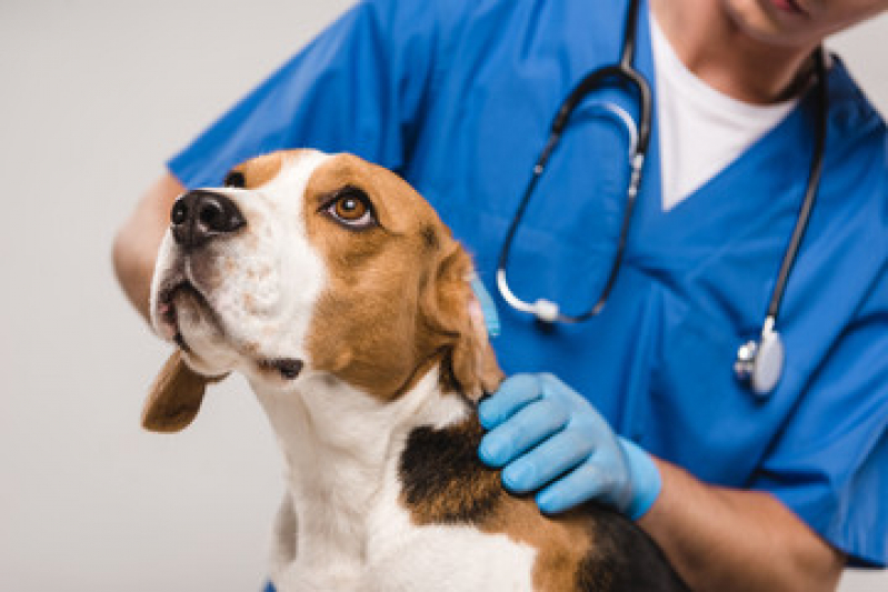 Clínica de Internação de Emergência para Cães Doron - Internação para Cachorro Castelo Branco