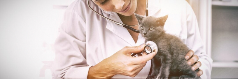 Clínica de Internação de Gatos Pernambués - Internação para Pets Pernambués