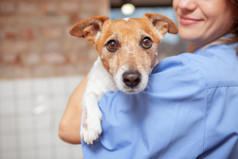 Clínica de Internação Monitorada para Animais Calabar - Internação para Cachorro Castelo Branco