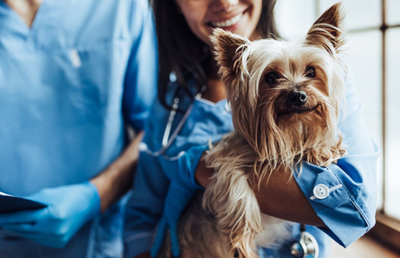 Clínica de Internação para Cachorro Mata Escura - Internação Veterinária 24h Barro Reis