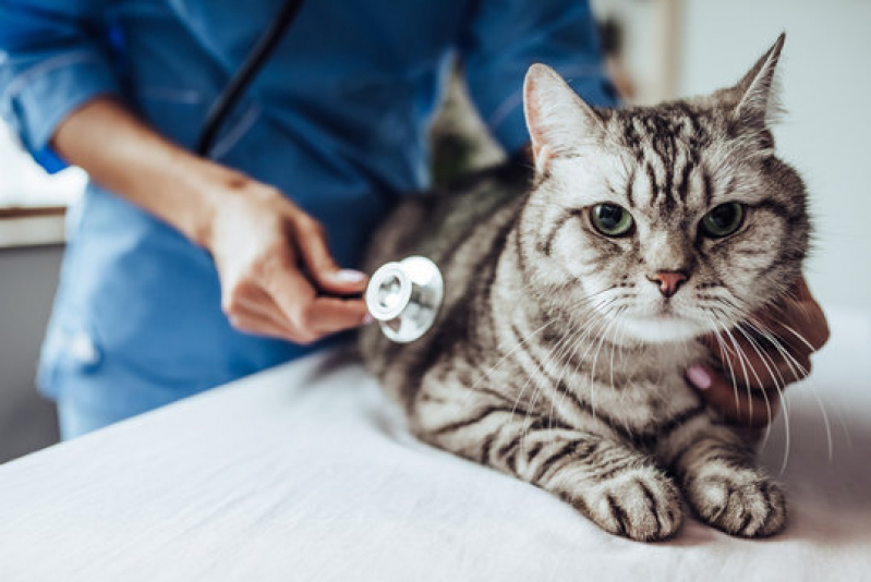 Clínica de Internação Veterinária 24h Sussuarana - Internação para Pets Pernambués
