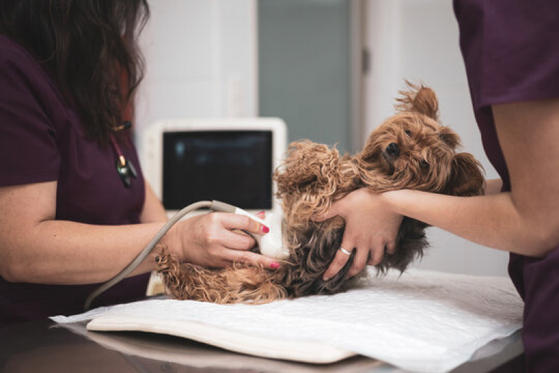 Clínica de Raio X para Animais Retiro - Rx para Cães com Laudo Engomadeira