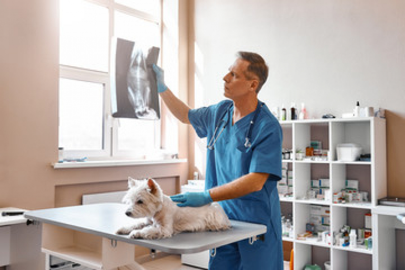Clínica de Rx para Cães com Laudo Arraial do Retiro - Ultrassonografia em Animais Novo Horizonte