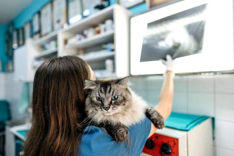Clínica de Ultrassom para Animais Fazenda Grande do Retiro - Radiografia em Animais Imbuí