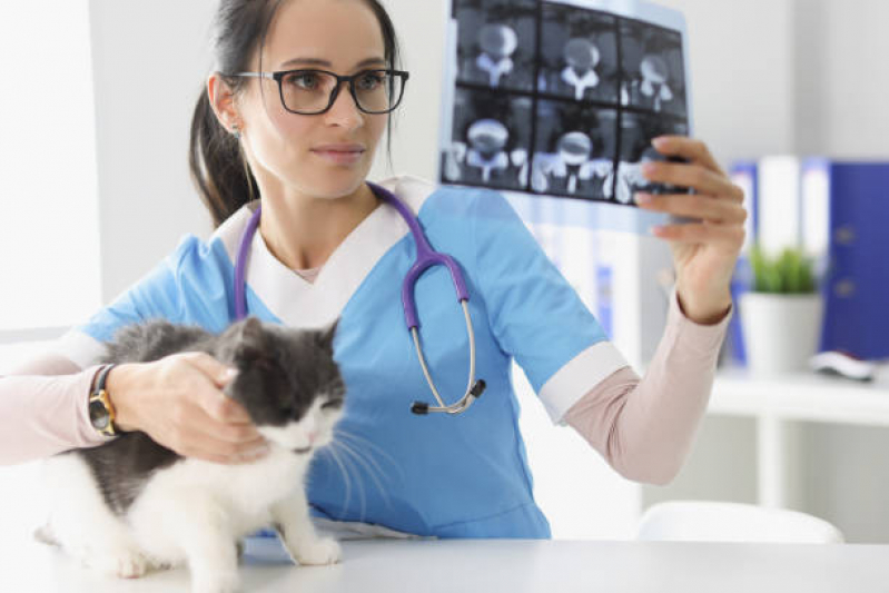 Clínica de Ultrassonografia em Animais Imbuí - Rx para Gatos com Laudo Pirajá