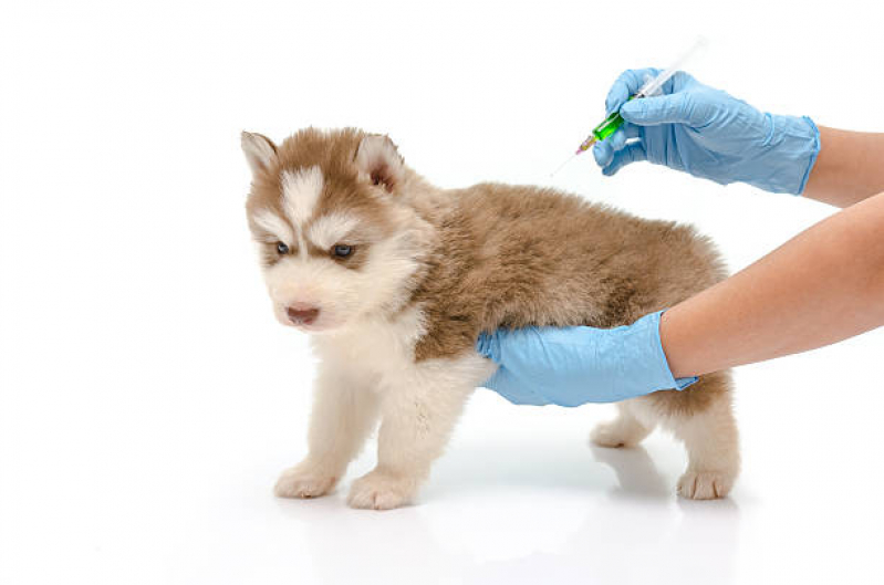 Clínica Especialista em Vacina Antirrábica para Gato Boa Vista de Brotas - Vacina Fiv Felv