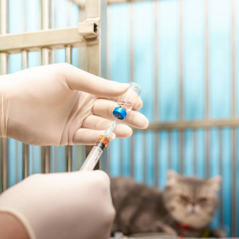 Clínica Especialista em Vacina Cinomose Bom Juá - Vacina para Gato V4