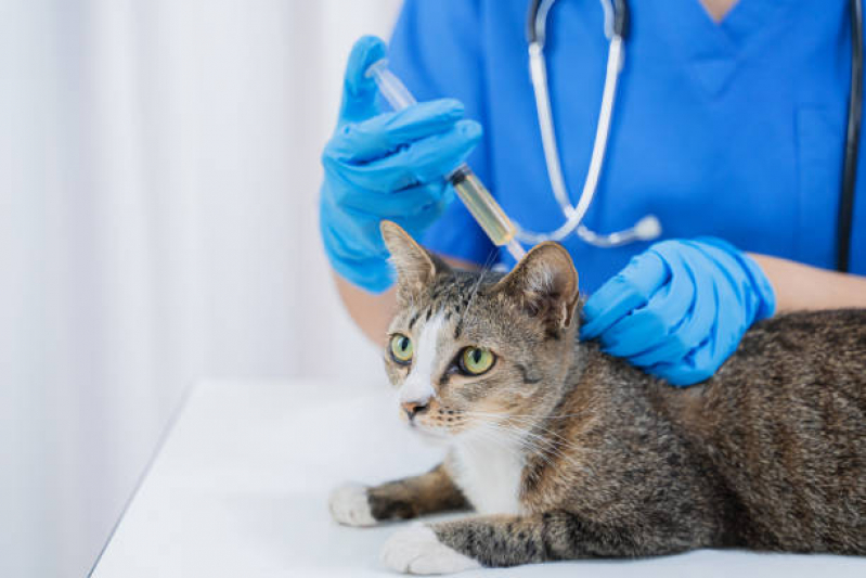 Clínica Especialista em Vacina contra Raiva em Cachorro Caji - Vacina Antirrábica para Gato