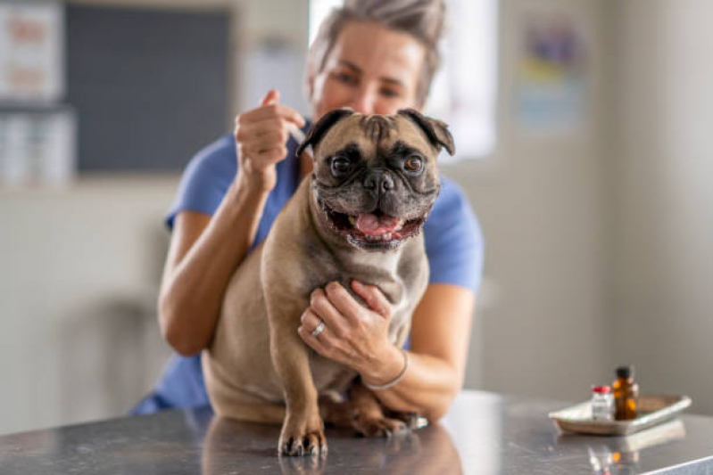 Clínica Especialista em Vacina contra Raiva Gato Costa Azul - Vacina Hepatite Infecciosa Canina