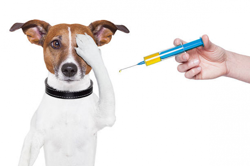 Clínica Especialista em Vacina de Raiva para Gatos Porto Seco Pirajá - Vacina Hepatite Infecciosa Canina