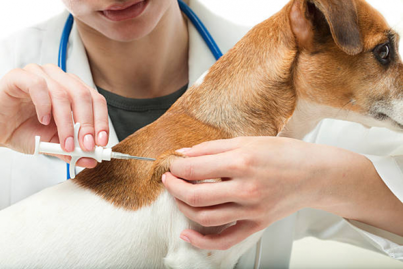 Clínica Especialista em Vacina Fiv Felv Campinas de Pirajá - Vacina contra Raiva para Cachorro Salvador