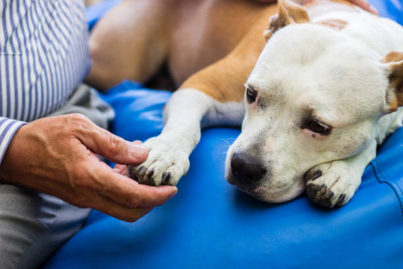 Clínica Especializada em Cirurgia Animal Barreiras - Cirurgia Ortopédica em Cachorro