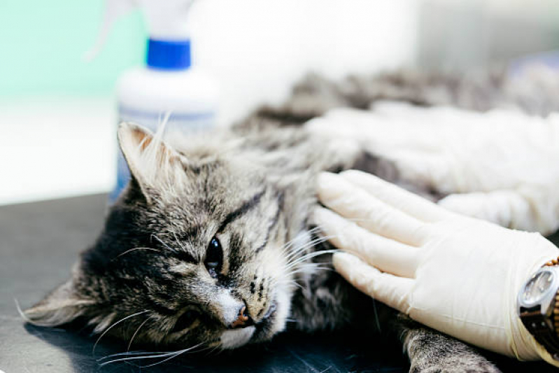 Clínica Especializada em Cirurgia em Pequenos Animais Matatu - Cirurgia de Cesárea para Gato